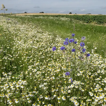 In With Sauna Cetturu